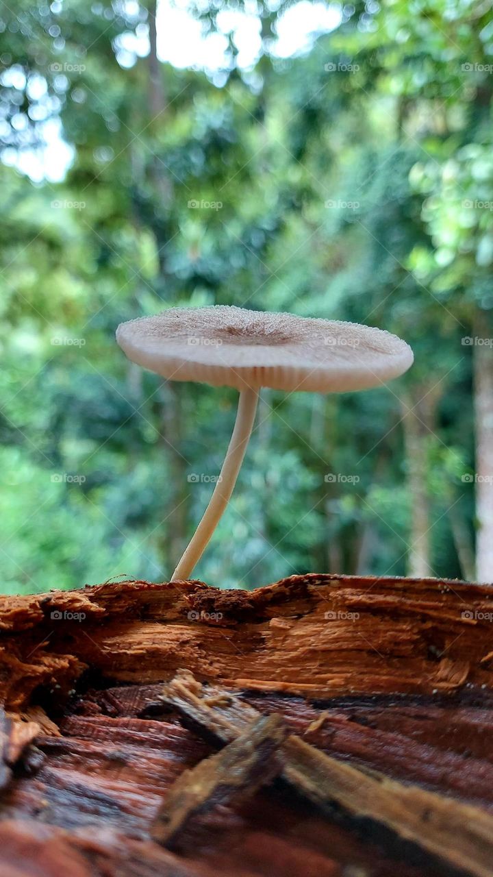 Cogumelo delicado, revela a que a vida segue seu curso.