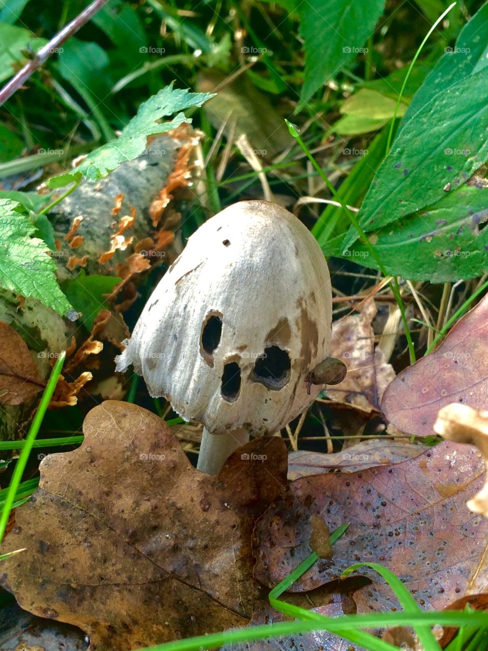 Mushroom Skull