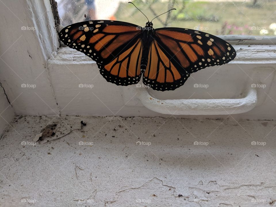 Monarch Butterfly at The Window