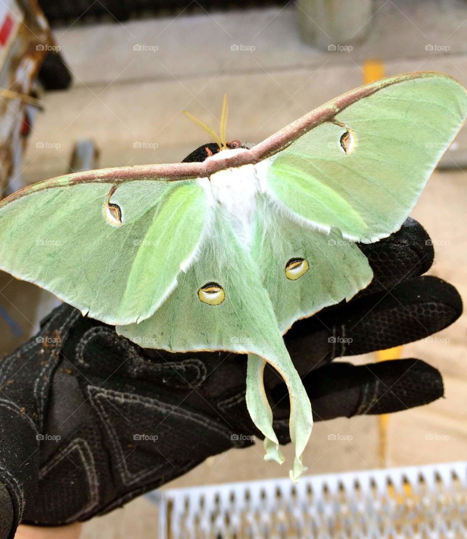 Butterfly, Insect, Moth, Nature, Lepidoptera