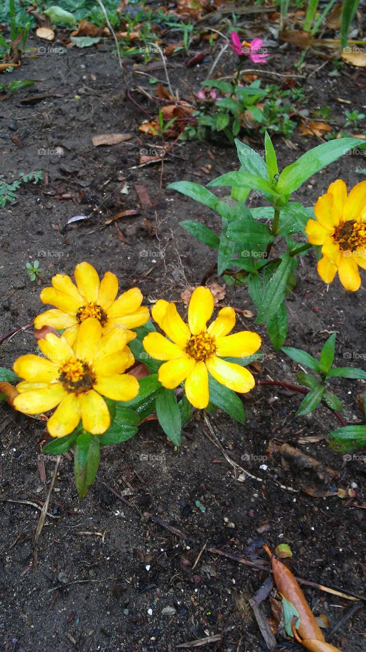 Nature, Leaf, No Person, Flower, Garden