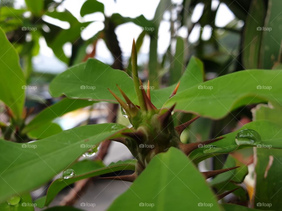 beautiful leaf with needle