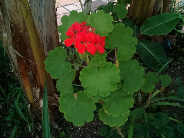 Beautiful red flowers,between banana trees