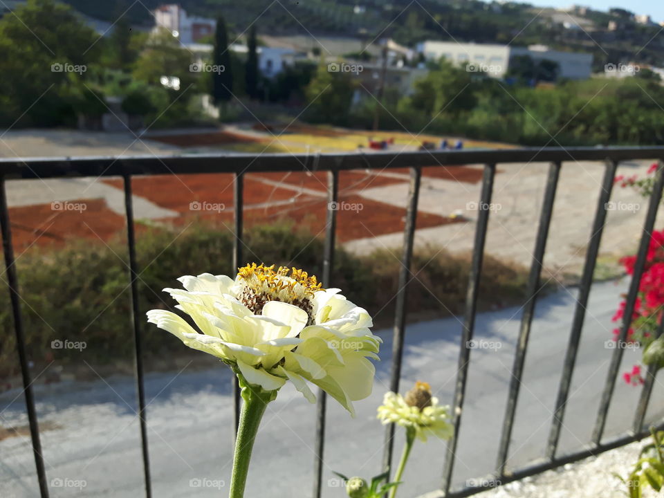 Just a flower