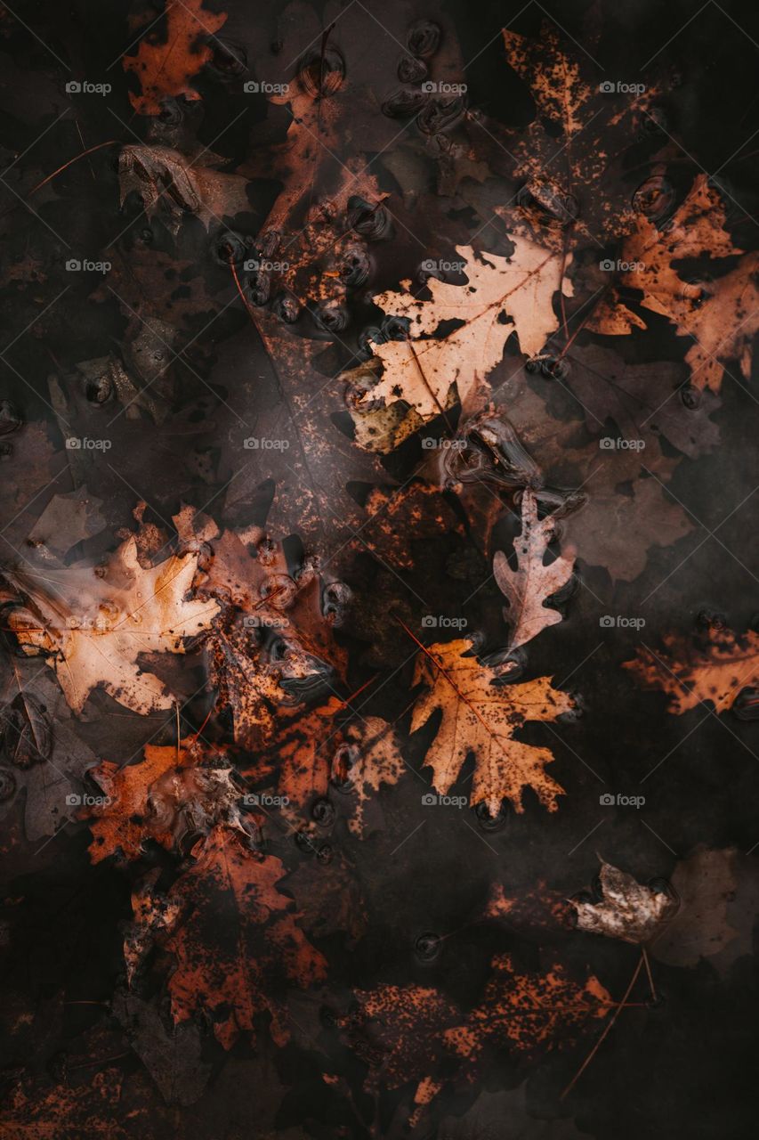 fallen leaves
