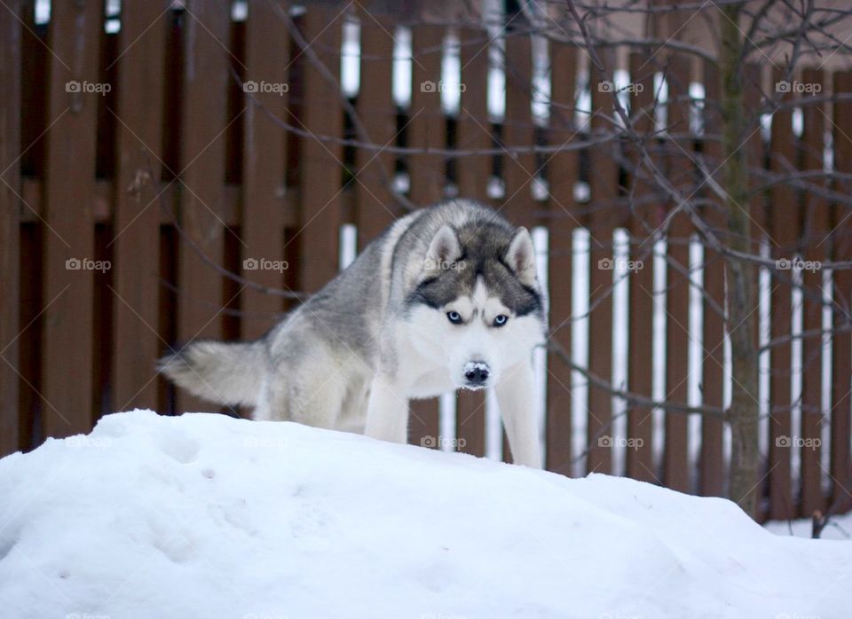 Husky dog standing in winter