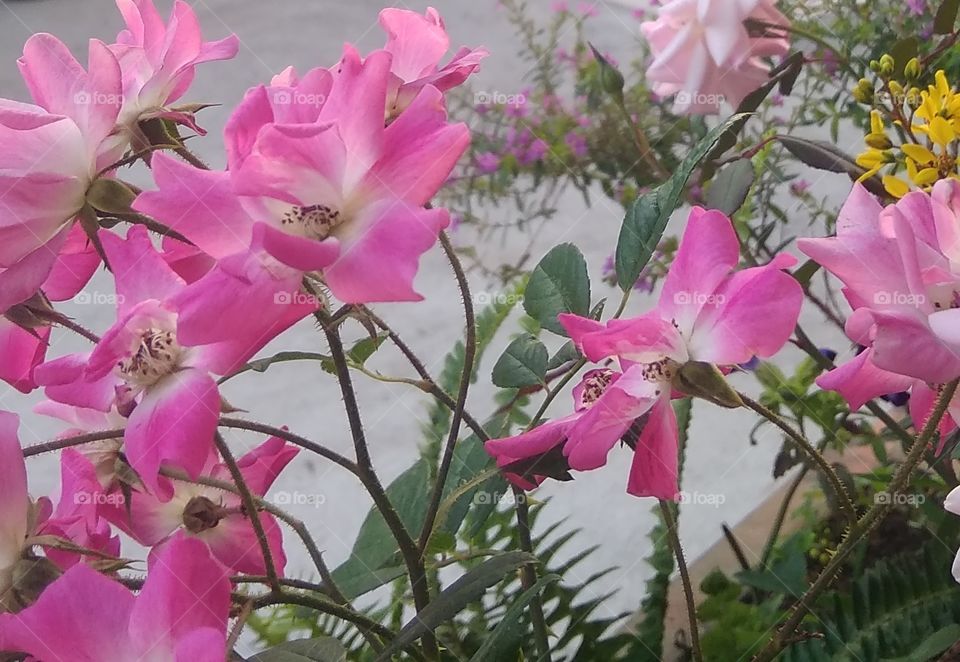 Pink flowers with grayish background. It makes me happy.