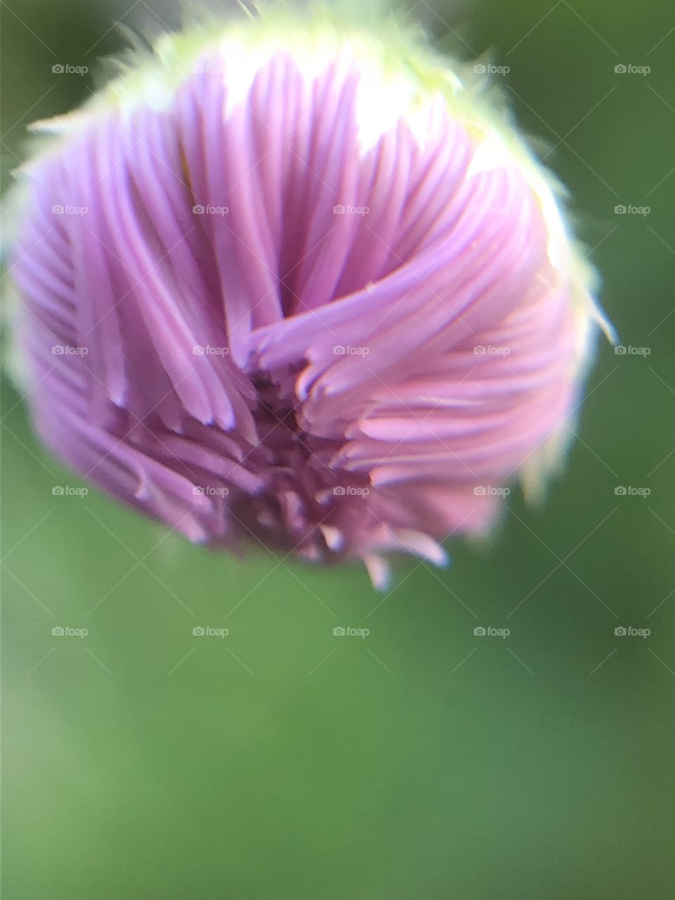 Micro photography- pink flower budding 
