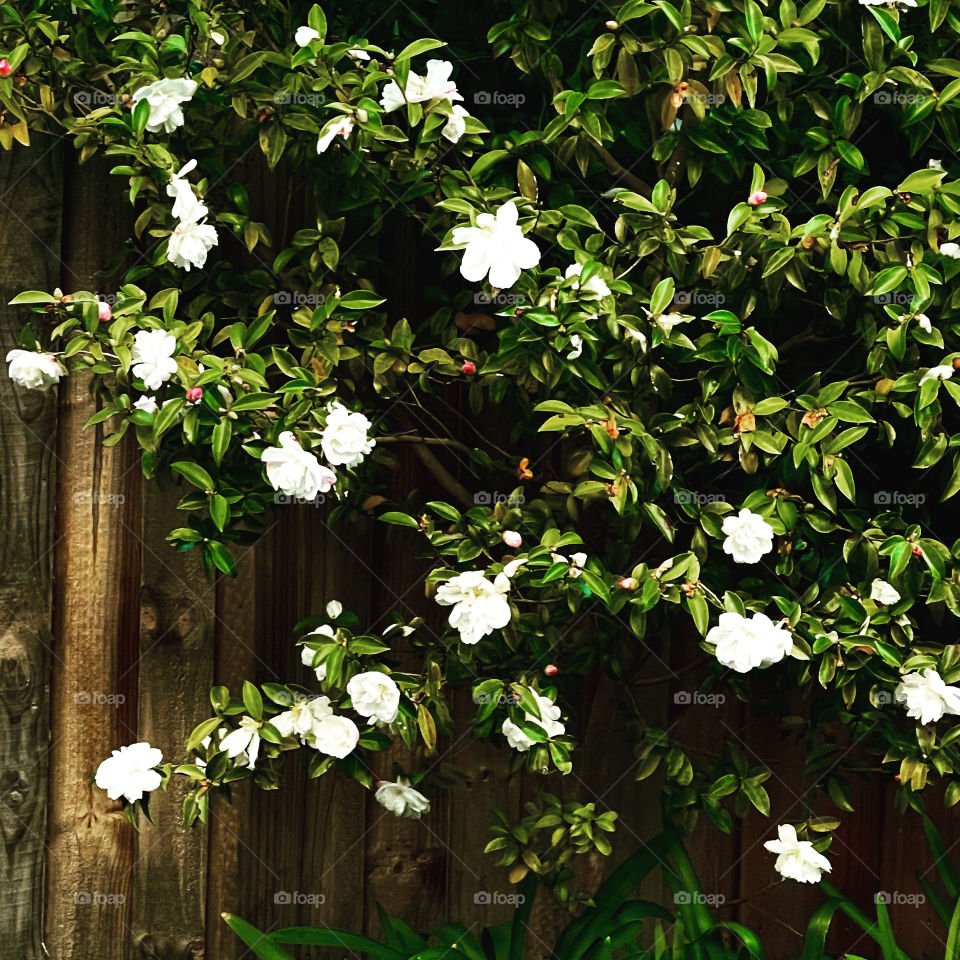 White flowery blossom 