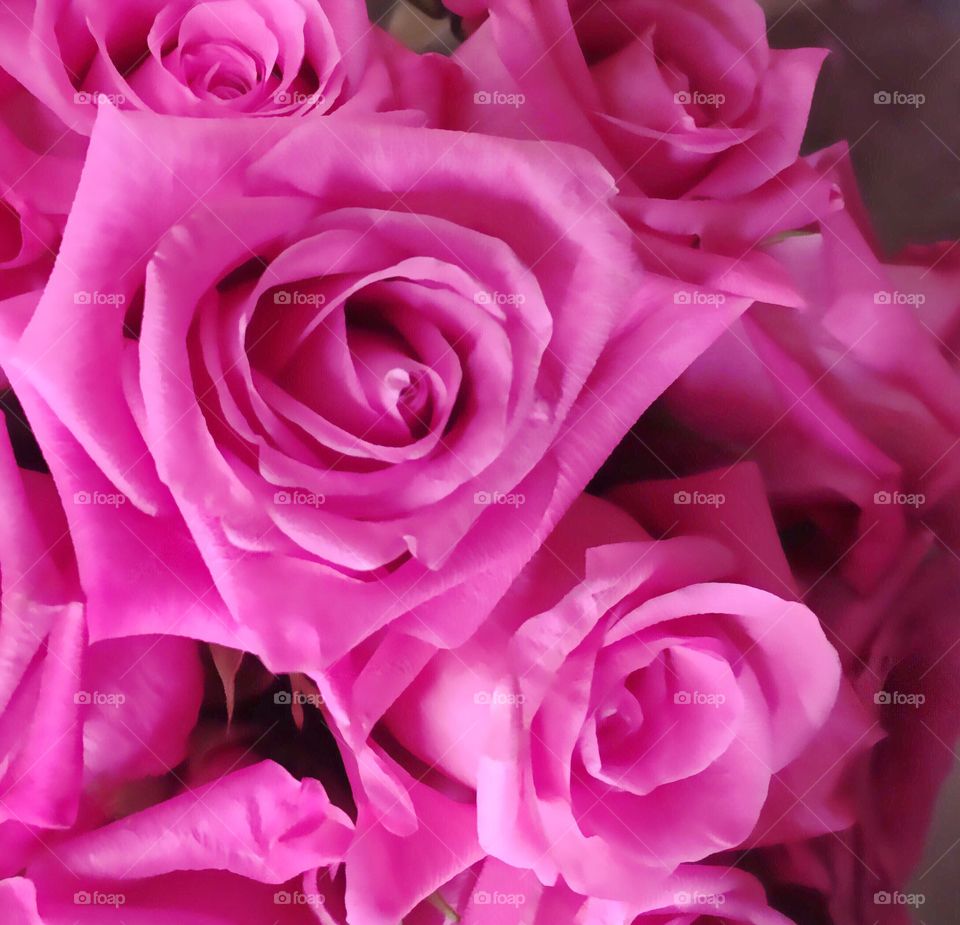 Pink Roses