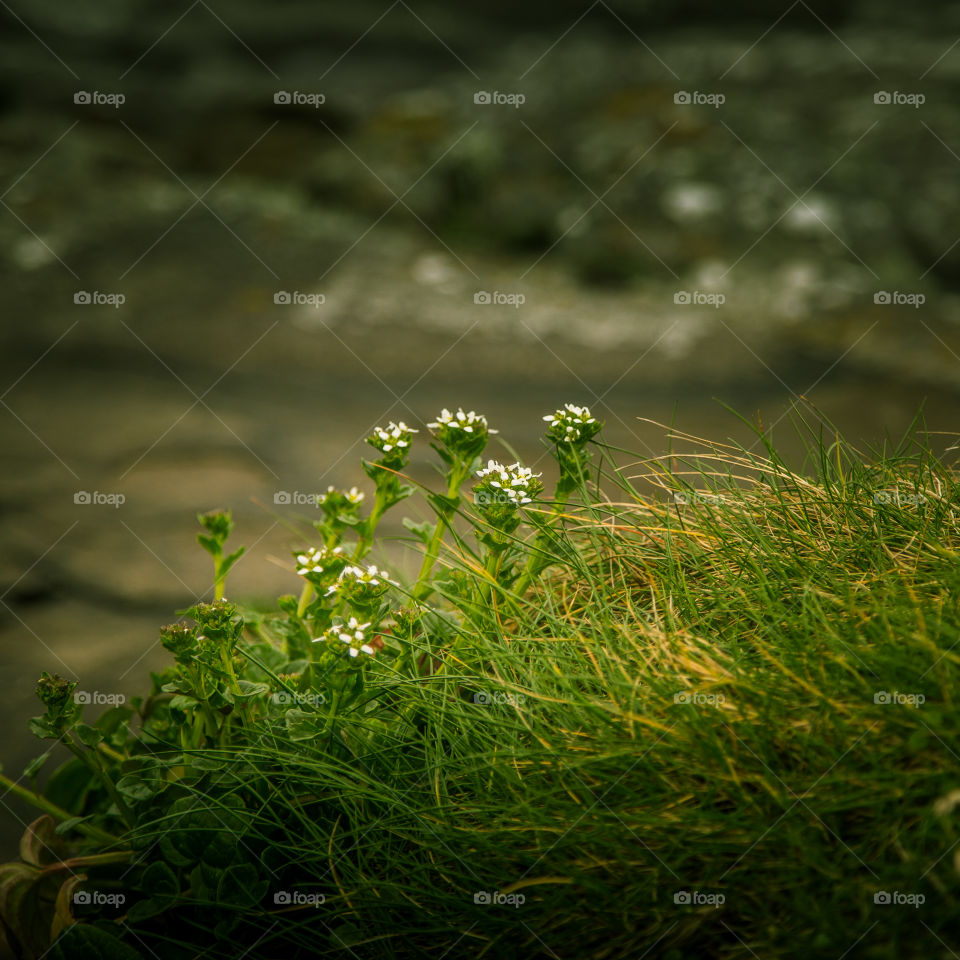 Nature, Grass, Summer, Leaf, Garden