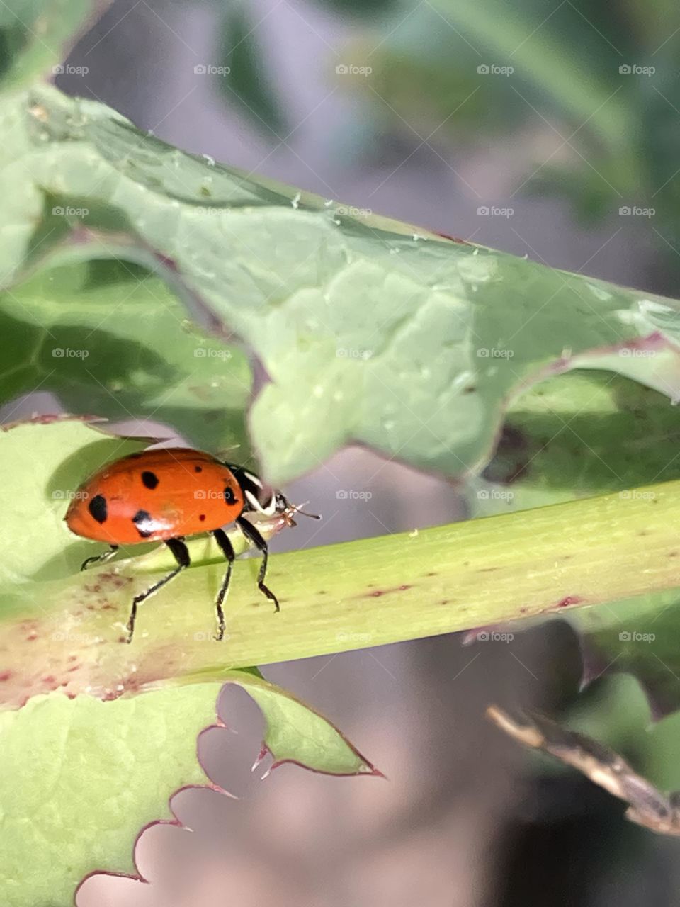 Ladybug