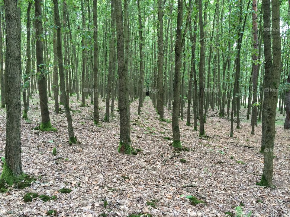 Line of trees in autumn forest.