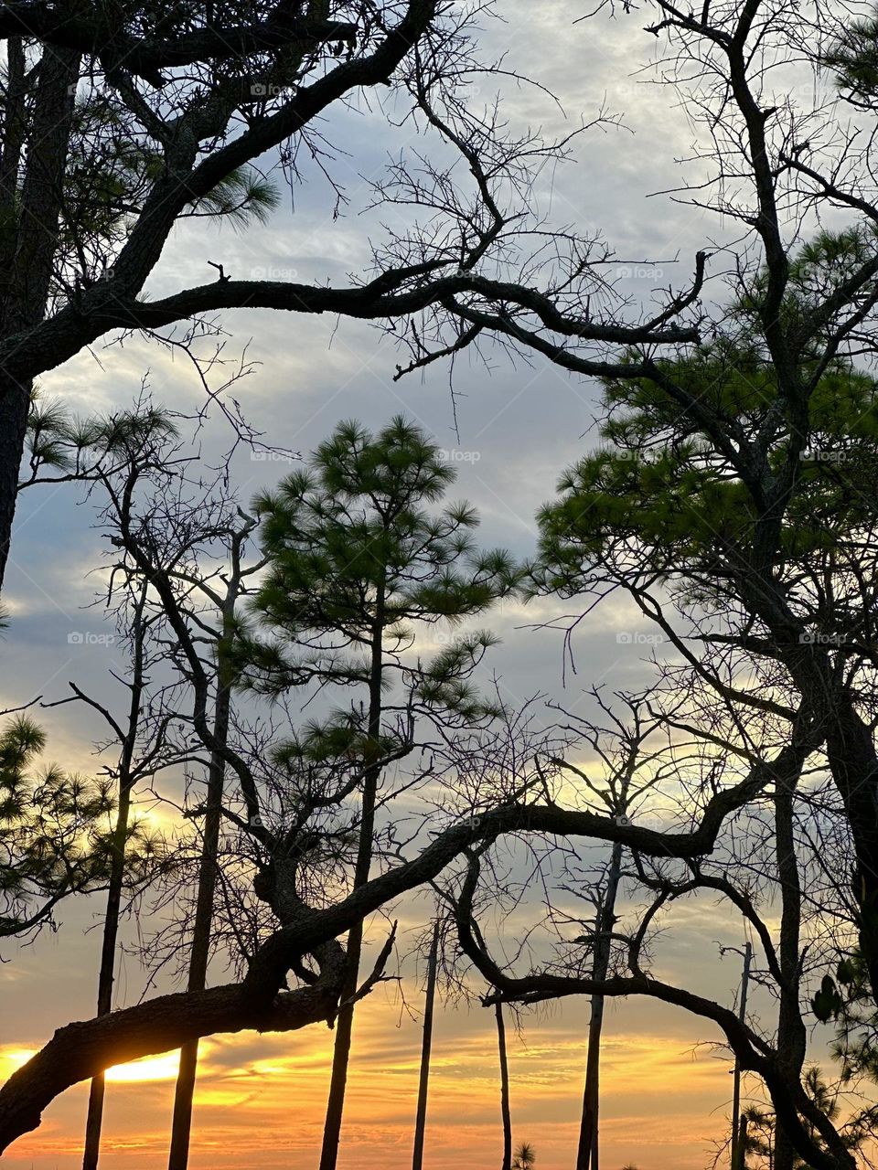 Enchanted Lens: Exploring the Magic forest - The Magical Forest is a place beyond the safety and familiarity of the town. It represents the unknown where anything can happen. occasionally sunset take place