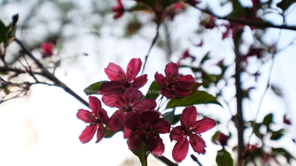 crabapple blooms