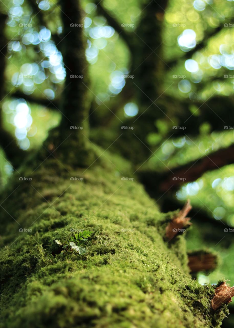 View, tree, branches, greenery, leaves,