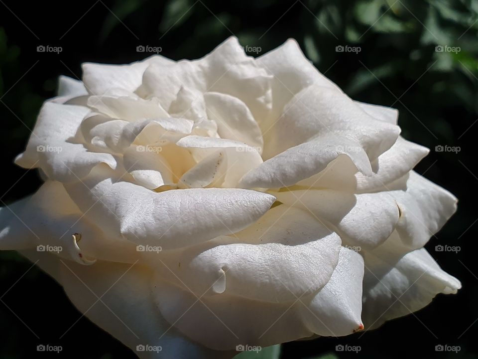 white rose closeup