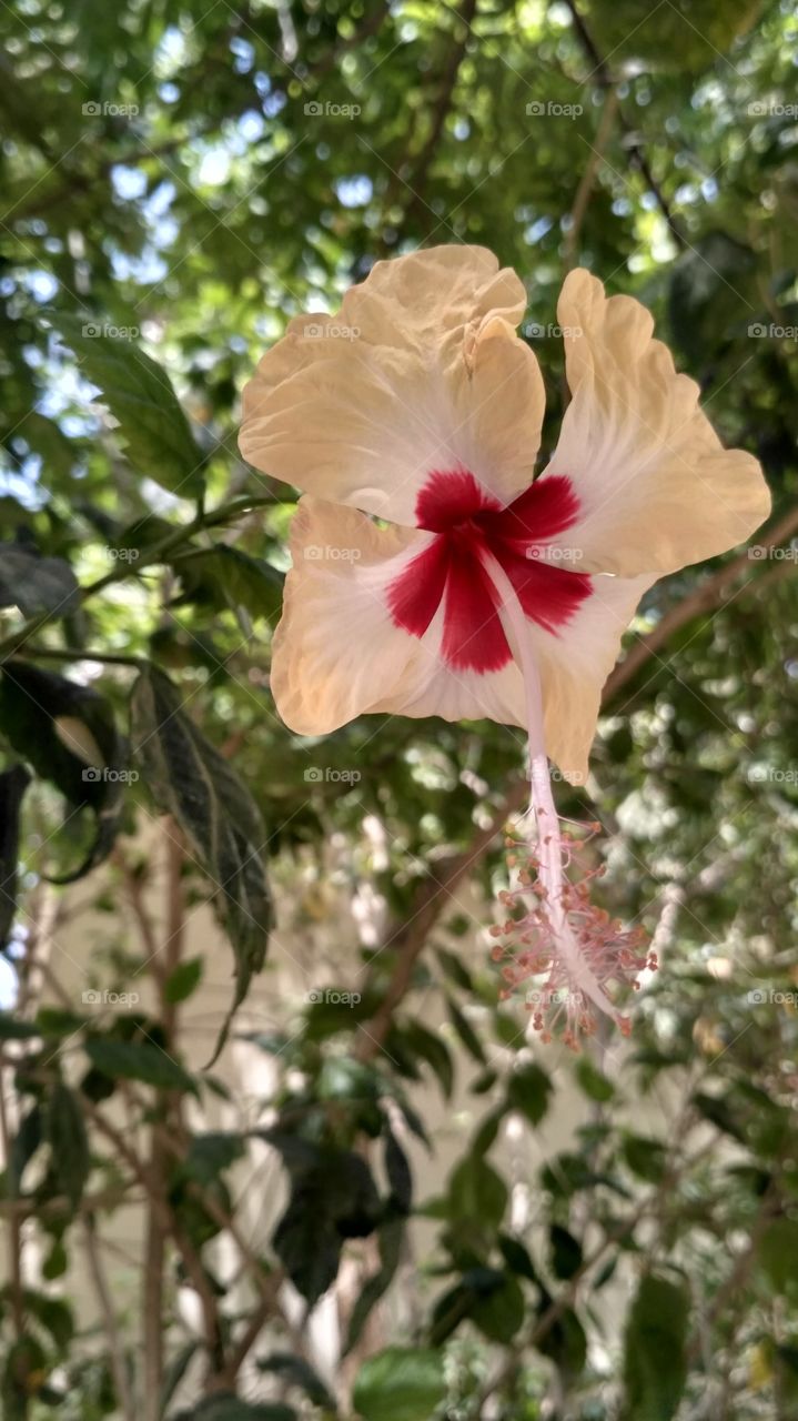 Hibiscus flower