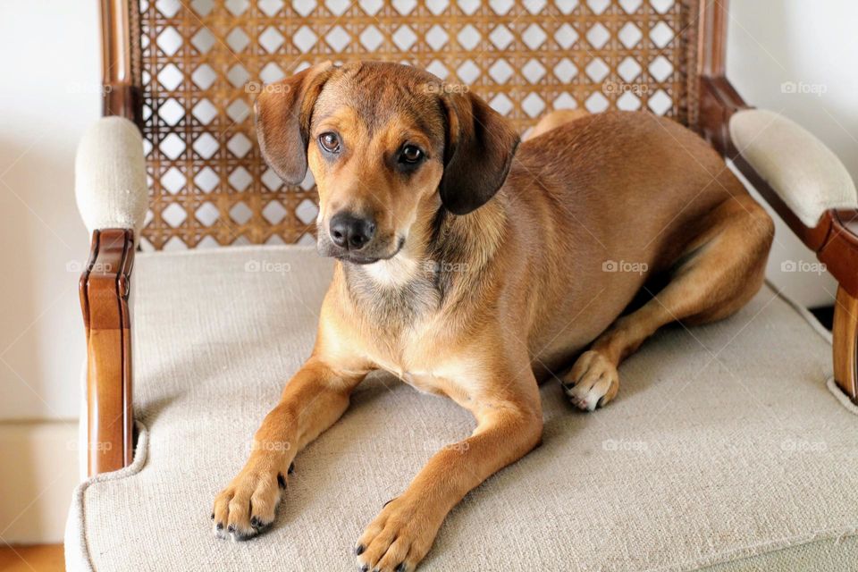 Cute Dog on the couch 