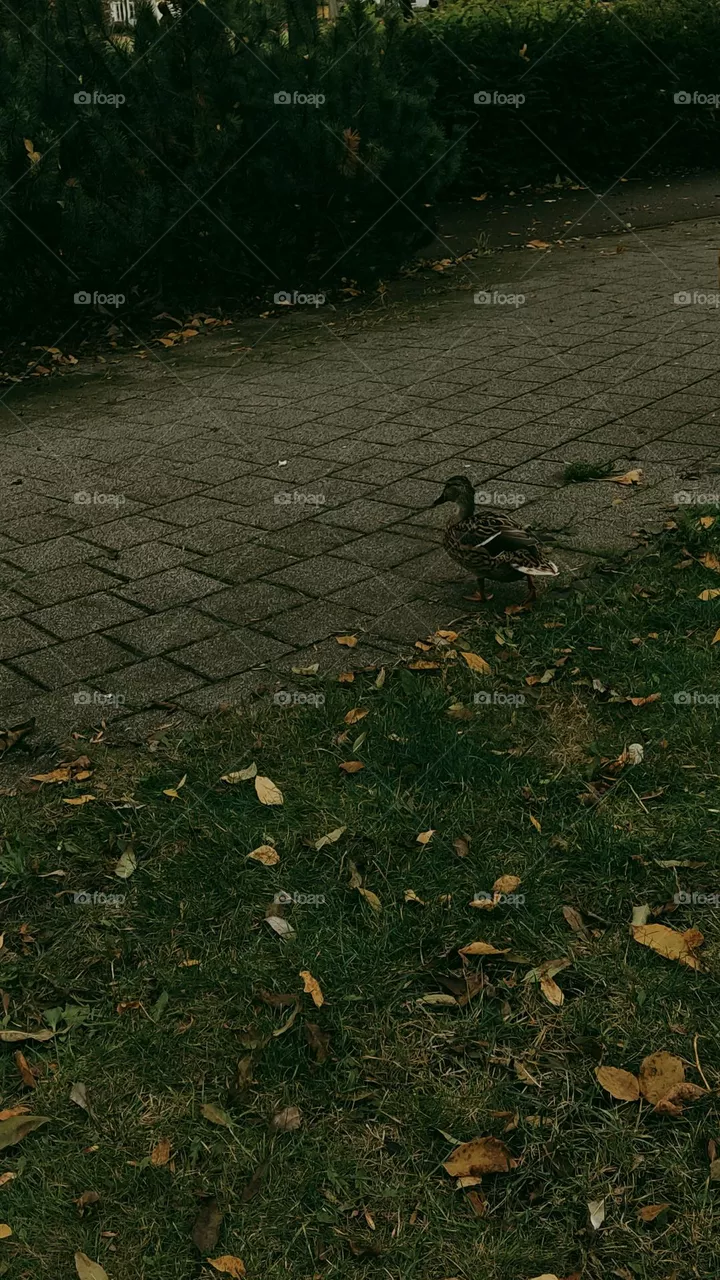 duck