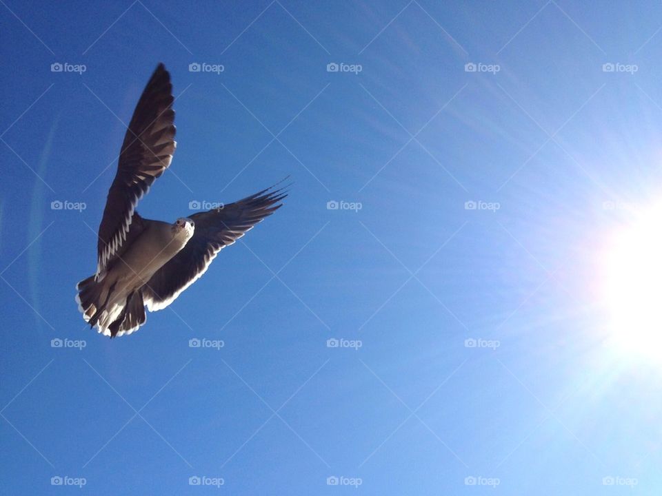 In flight