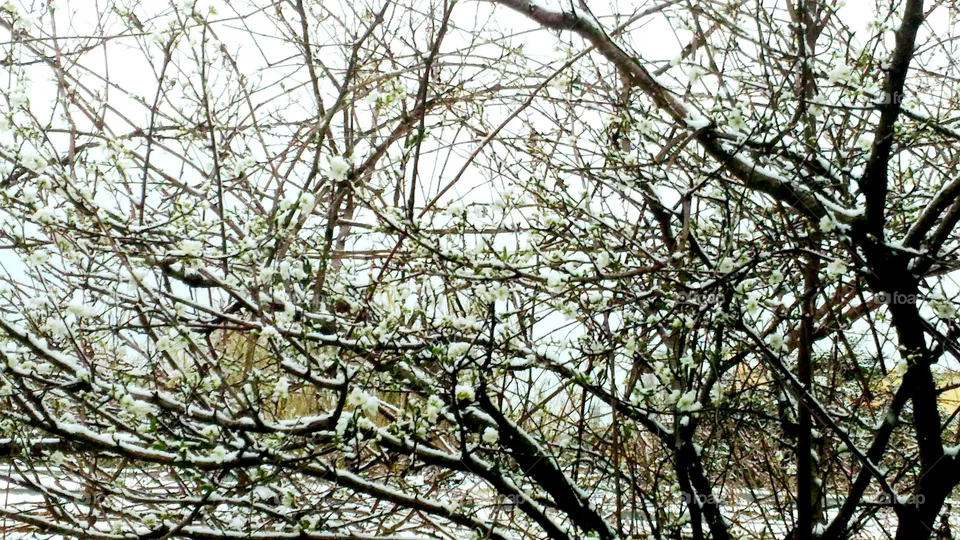 The branches of the cherry tee covered with snow on the italian island of Ischia