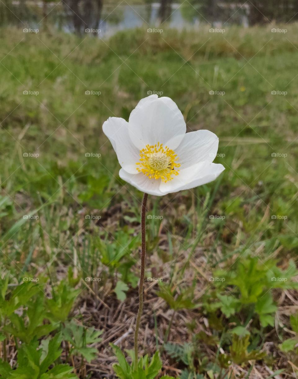 White field poppy