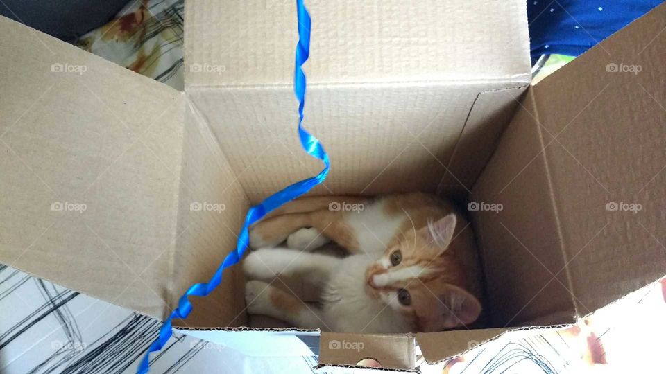 Cat in the box
