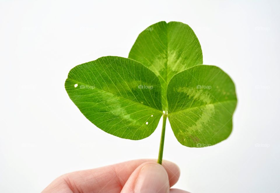 green clover leaf in the hand on a white background nature lover