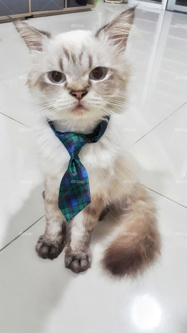 Business Cat