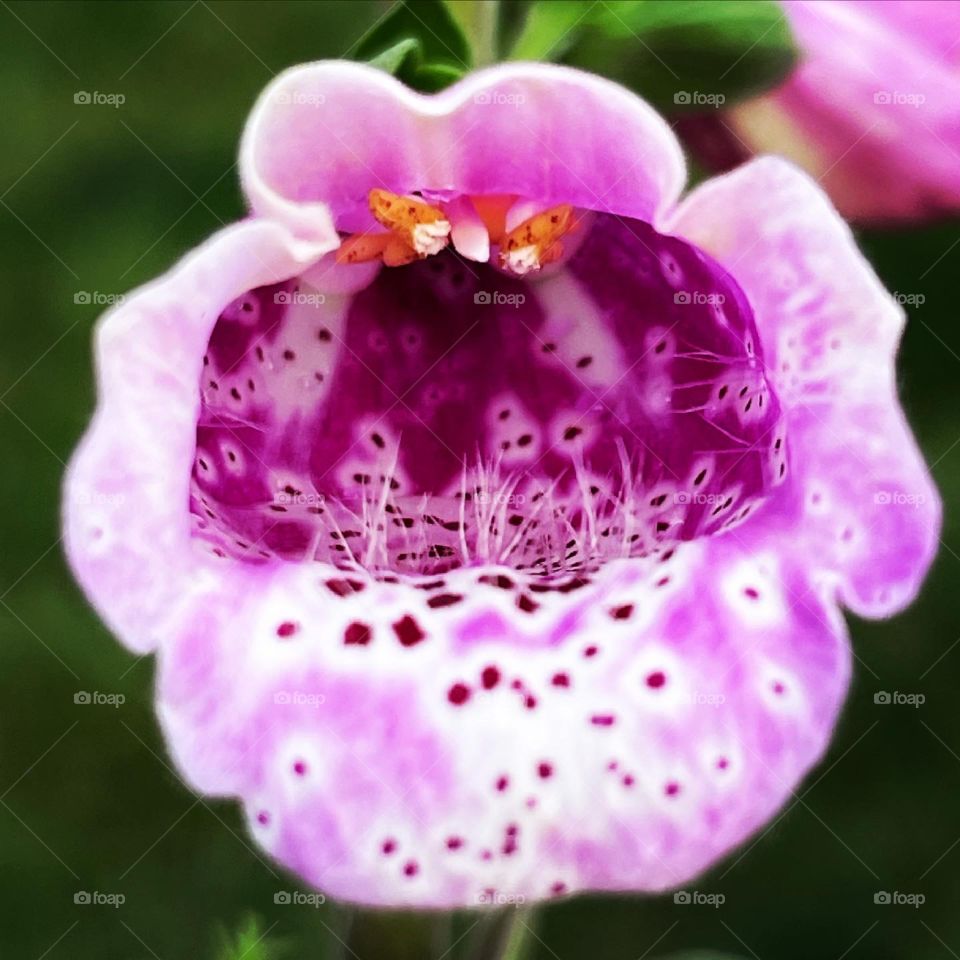 Foxglove