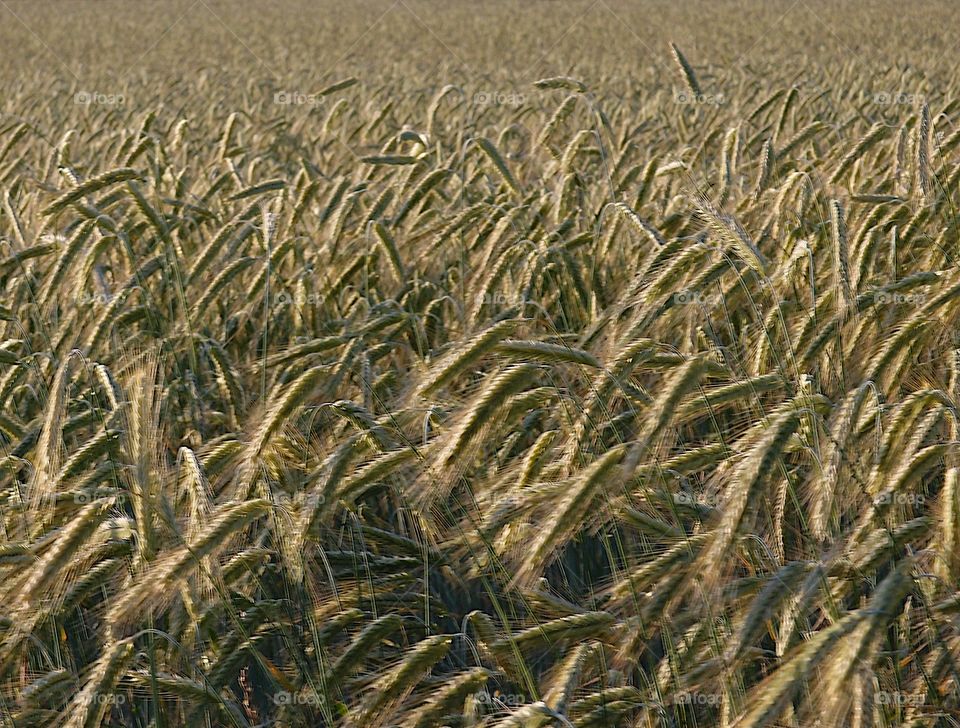 Stalks of wheat in a vast field near harvest time in the summer. 