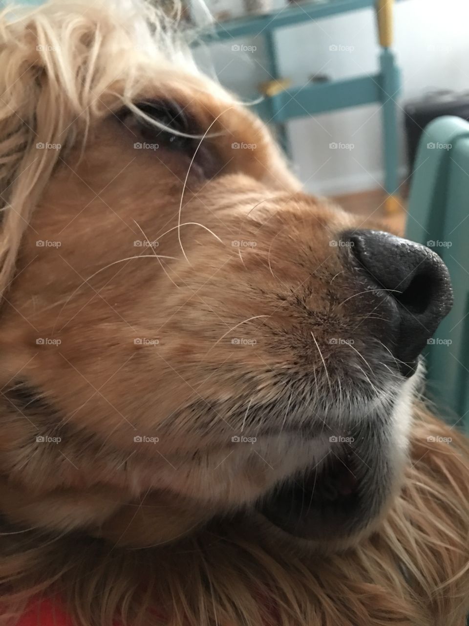 Cocker Spaniel 
