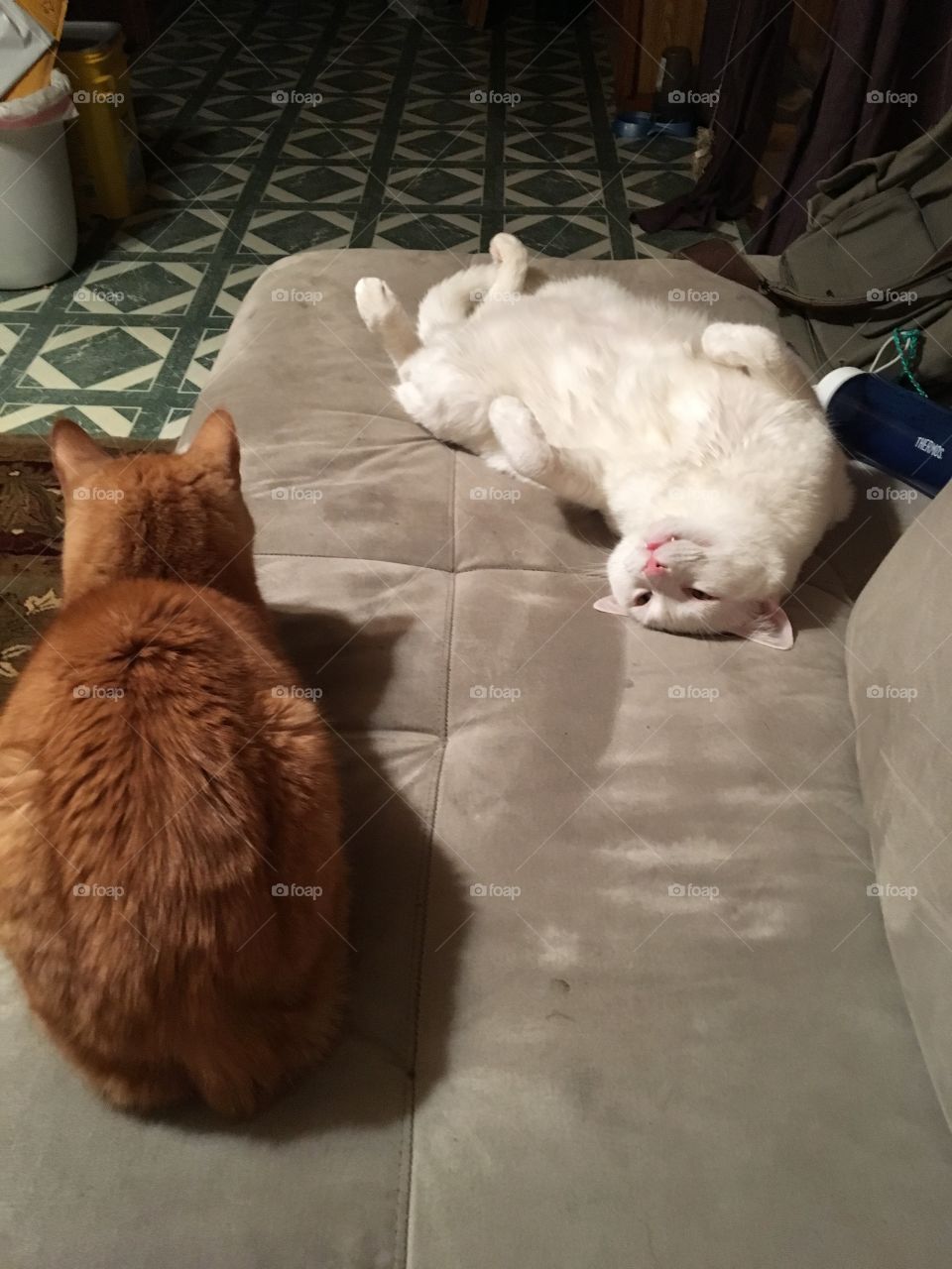 Cute cats on a couch