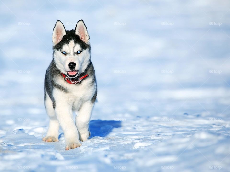 The Siberian Husky is a medium-sized working sled dog breed. The breed belongs to the Spitz genetic family. It is recognizable by its thickly furred double coat.