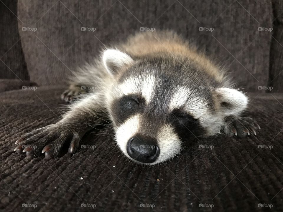 Sleeping Baby Raccoon