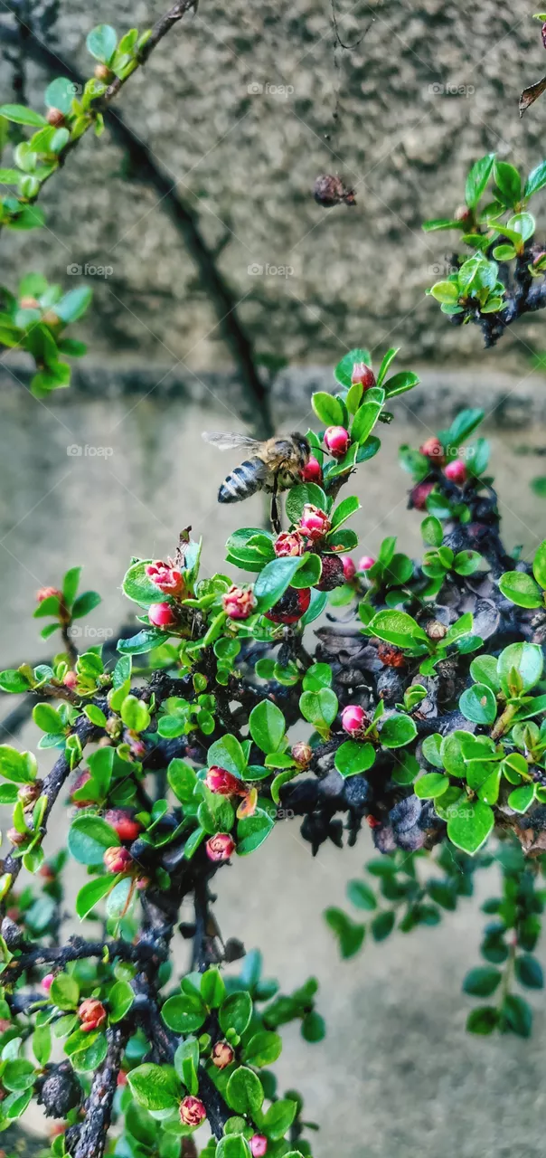 insects