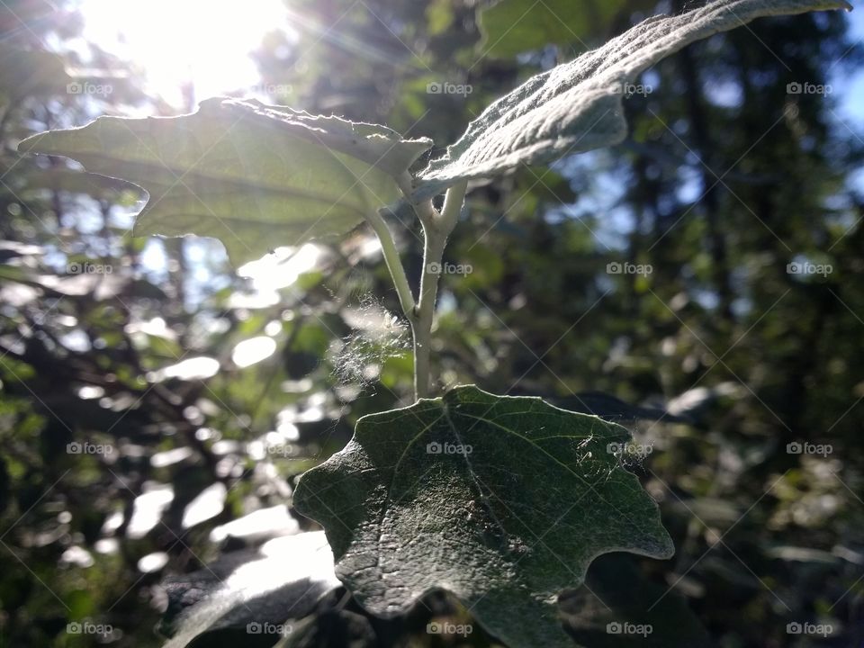 Green leaf in the sunlight