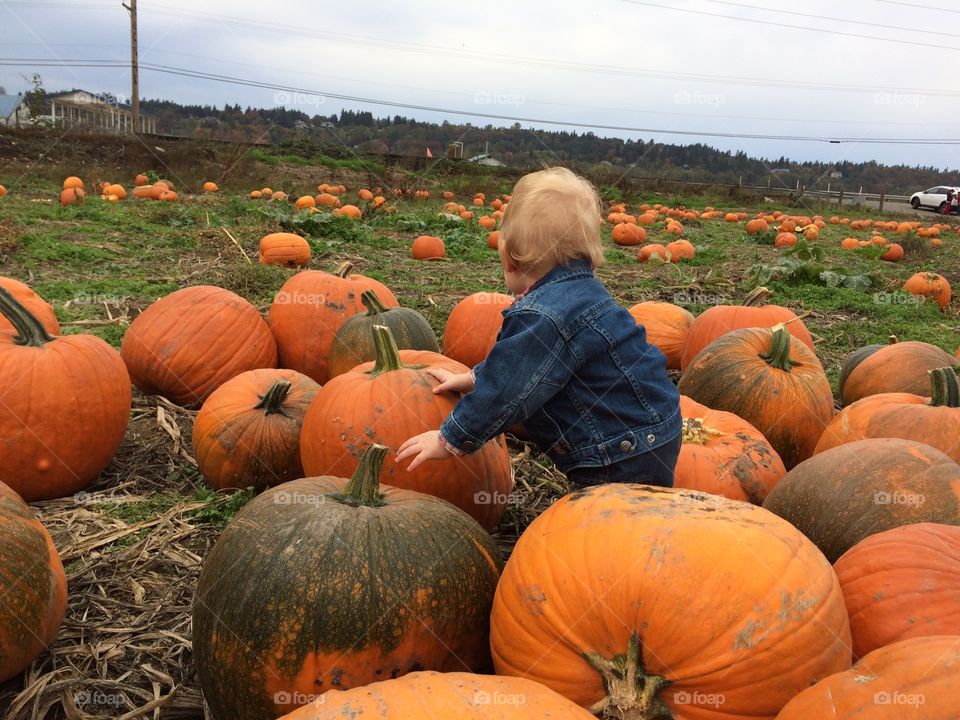 Baby first Halloween exploring the pumpkin patch. 