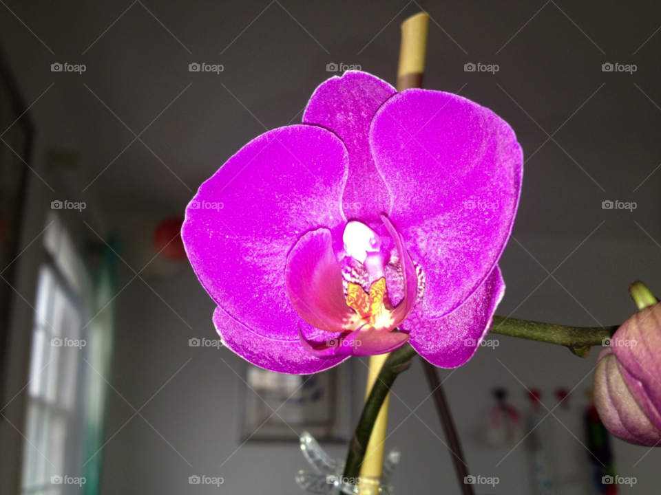 flower purple plant orchid by alisha