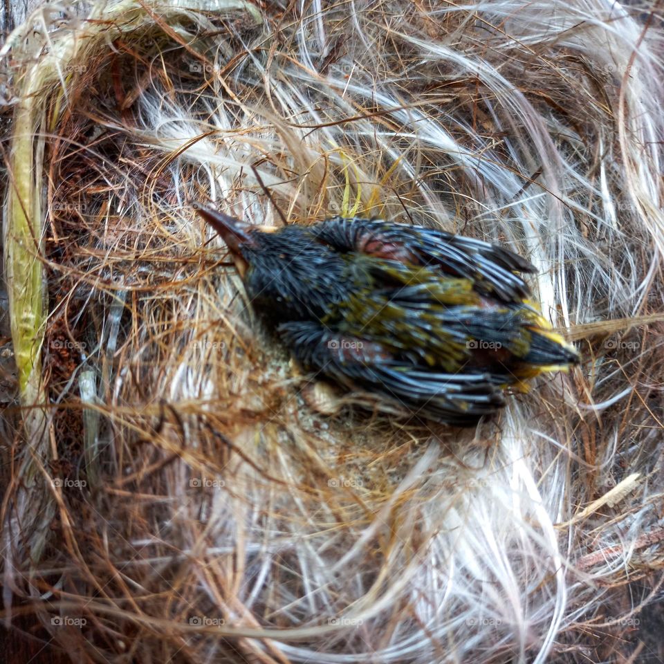 Newly hatched little bird in the nest
