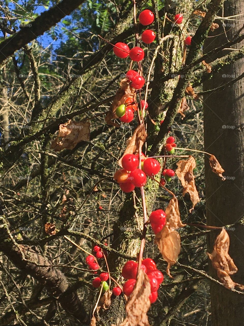 Wild fruits in forest