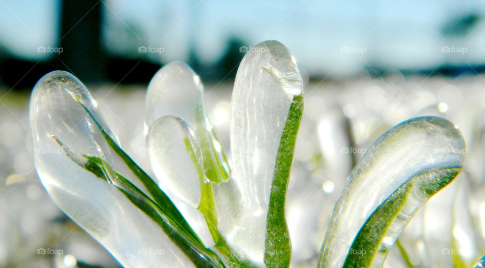 Ice covered on blade of grass