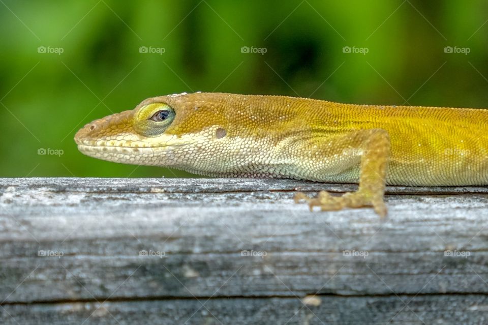 A Carolina anole sports it’s golden version of its skin, with beautiful rainbow trim around the eye. It looks to be slightly perturbed that the photograph is interrupting its sunning on the deck. 