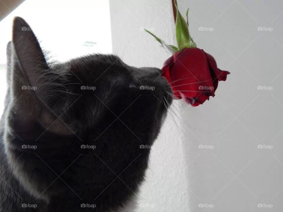 Smelling The Roses