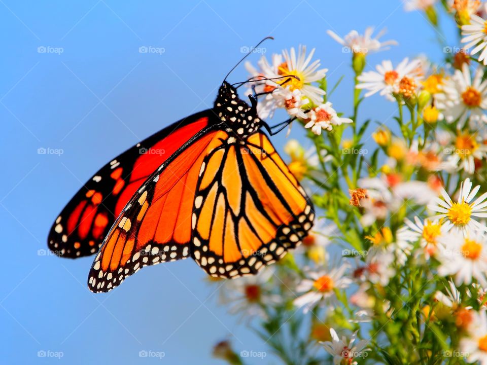 monarch butterfly