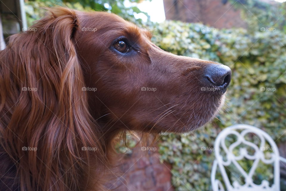 Quinn standing perfectly still for a change … staring at a bird maybe ?