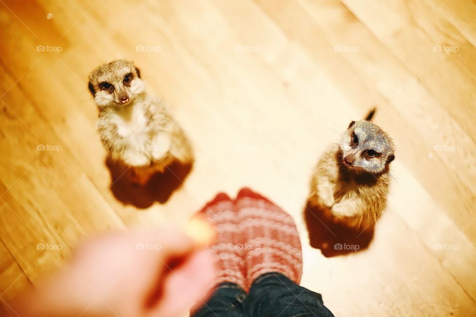 Little Meerkats in house
Blur close up view of two tiny meerkats on wooden floor.