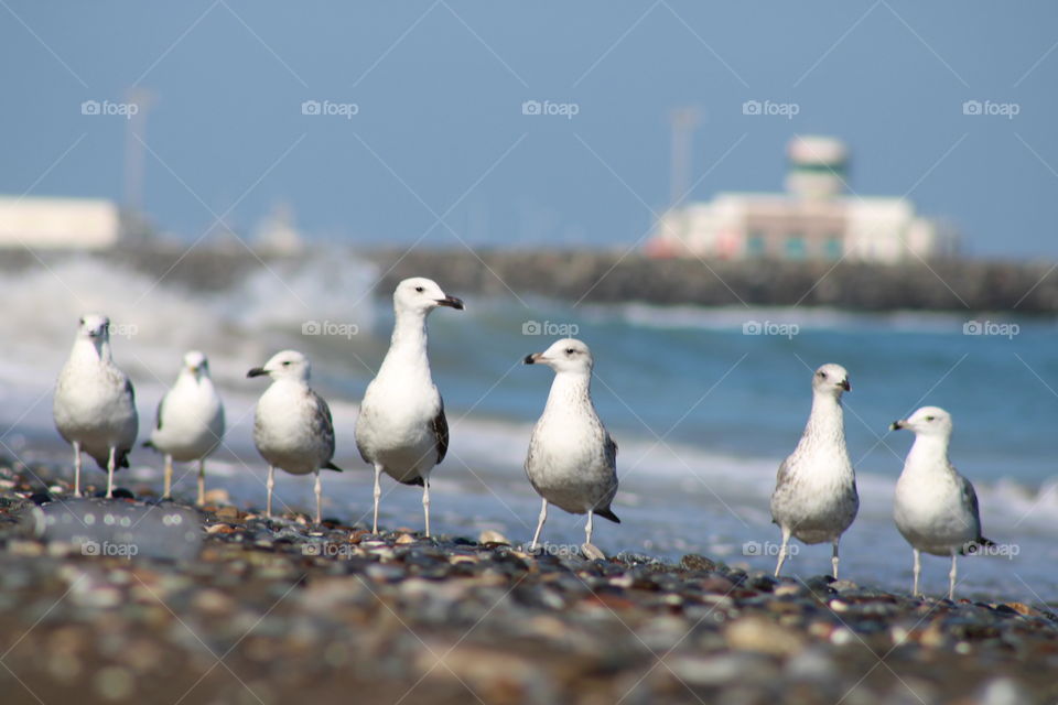Sea birds
