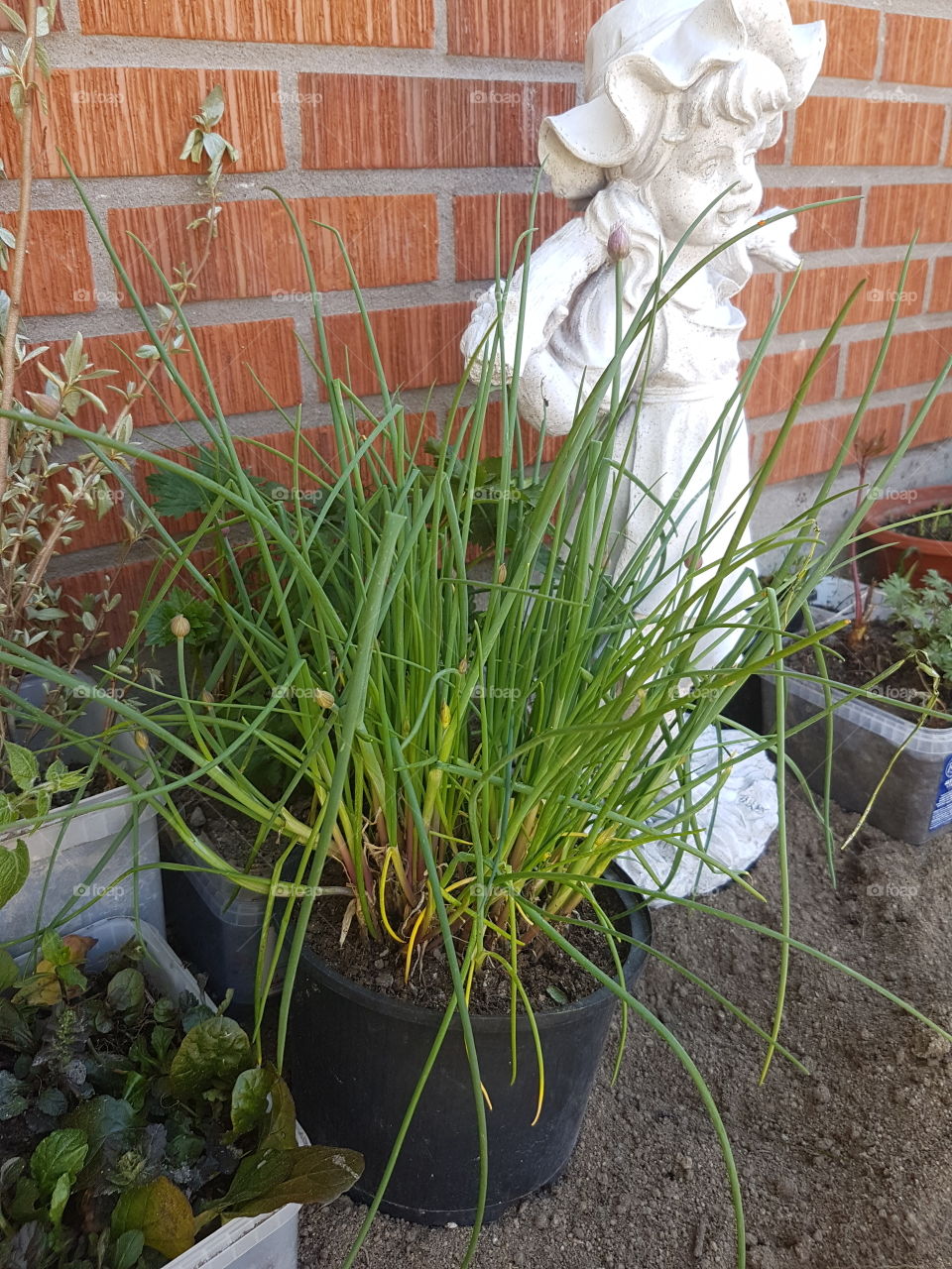 plantering gräslök, rabarber m.m